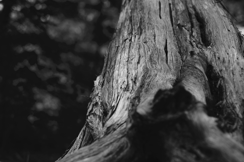 Illustration for article titled Photo Mission Gallery: Black and White